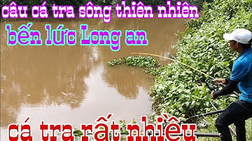 Câu cá tra sông thiên nhiên điểm câu nhiều cá tra bến lức Long an _4k