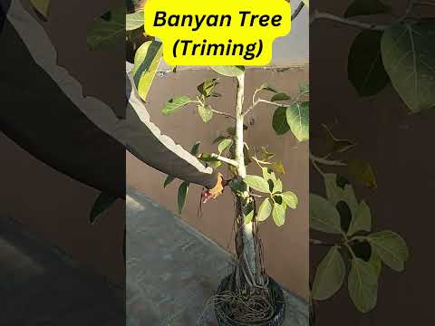 Βίντεο: Ανάπτυξη ενός δέντρου Banyan - Τεχνογνωσία Κηπουρικής