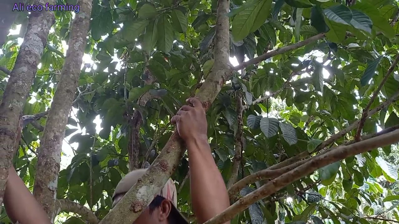 TAHAPAN DEMI TAHAPAN PERAWATAN POHON DUKU | EF