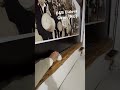 Impianto Elettrico retrò a vista in una camera rivestita in ginepro - B&B Didova Gavoi (NU)