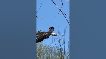 Tree swallow bird call shorts