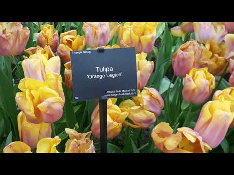 Video: Dubbele Tulpen (46 Foto's): Namen Van Variëteiten Van Rode En Witte Tulpen, Vroege Belicia En Meerbloemige Lila-perfectie, Late Miranda-bloemen