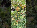 果香满枝:这一季的丰收,甜透了时光。#中国北京