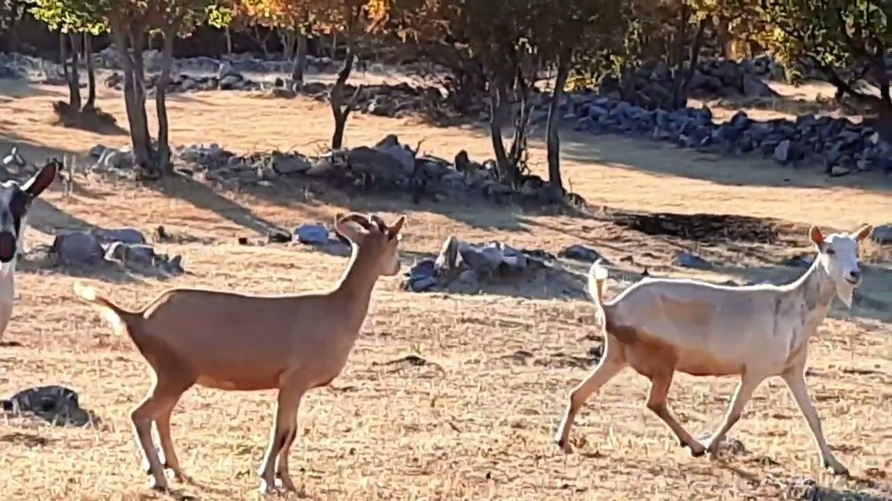 Pere: Koze, na, na, na,  ..., Hrvatska - Croatia