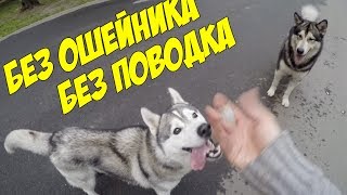 Прогулка без поводка и ошейника хаски и маламут Прогулка без поводка и ошейника хаски и маламут