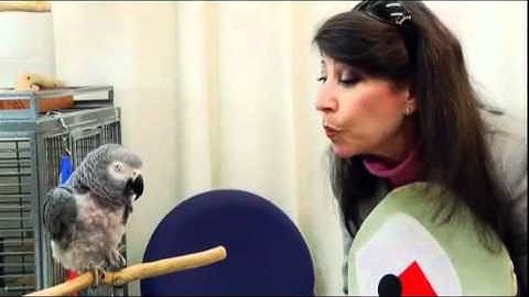 Bird Brains, Smarter Than You Think