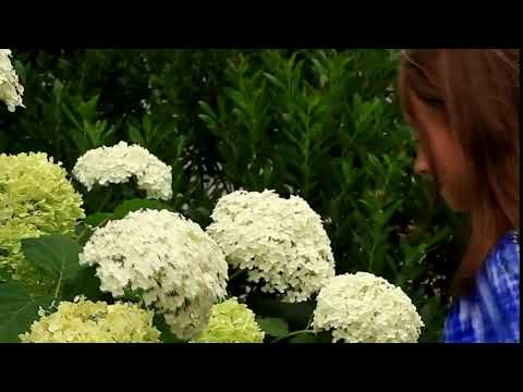 مشاهد للمونتاج فتاة ورد أزهار HD