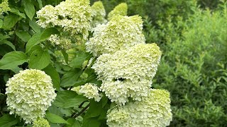 Our Limelight Hydrangea Hedge   Planting, Pruning, and Pests || Grow For Me 5b