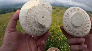 Funghi Agaricus Arvensis 2023 wild mushrooms
