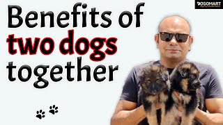 Bought a new dog to a dog at home | Benefits | Dog training with Baadal Bhandaari