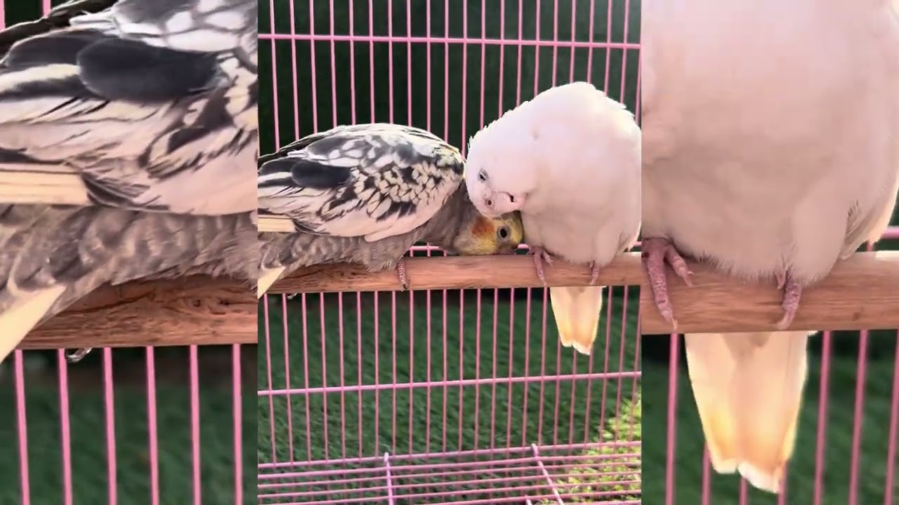 Welcome to the official home of Princy & James! 🦜✨