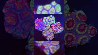 Asd Indo Rainbow Acans Feeding Timelapse