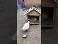 HAPPY DIWALI 😊 #VIRAL #SHORTS #funny #COMEDY #FUNNY #ANIMALS