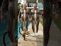 #shorts #funny #crazily #trending #viral #explore #reels #trendingshorts #viralvideo @MrBeast