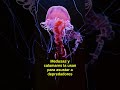 ¡Animales que Brillan en la Oscuridad! 😱 La Bioluminiscencia Más Increíble #curiosidadesanimales