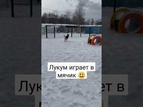 99 собак в приюте не умеют играть в игрушки. У нас нет времени их научить...