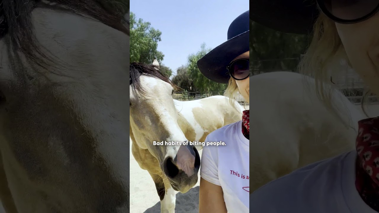 Watch This “Aggressive” Horse Heal Through Music | The Dodo