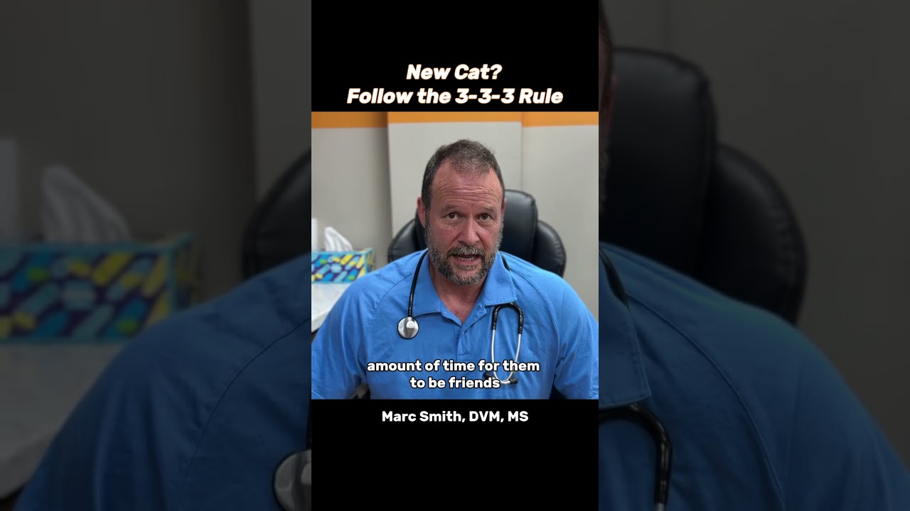 How to Introduce a New Cat | 3-3-3 Rule with Marc Smith, DVM, MS