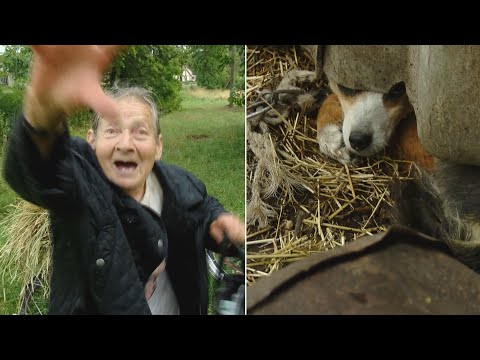 Video: Kaip Vežti Gyvūną Traukiniu