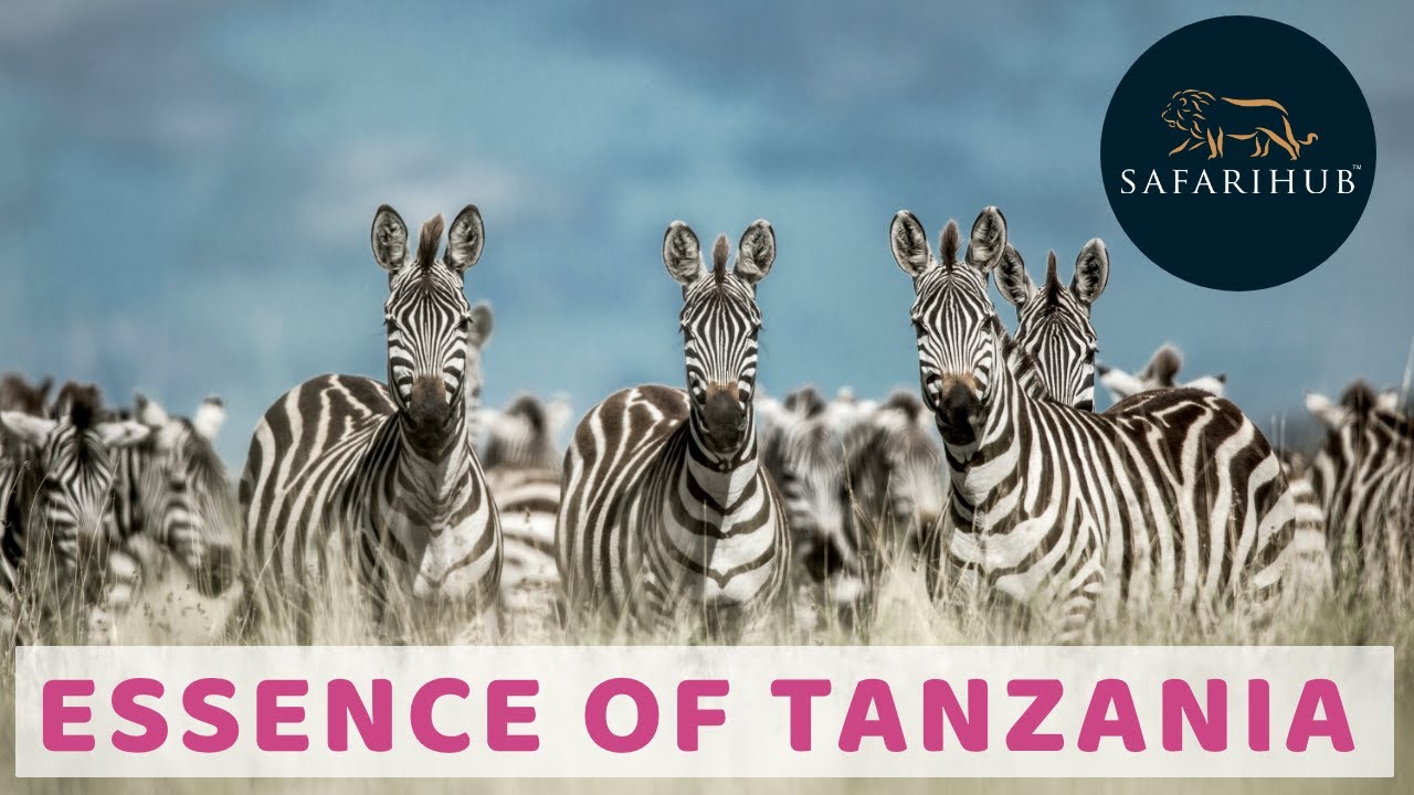 Essence of Tanzania | Tanzania Safari Tour Packages | Corona Safe Safari | Safarihub