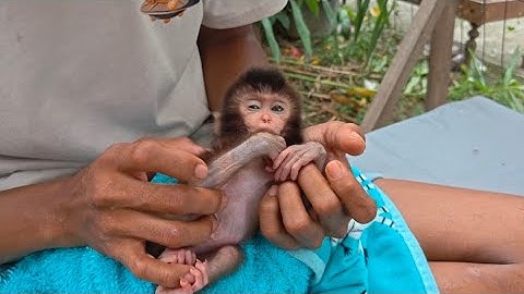 RUBY, YOU ARE HAPPY. A NEWBORN BABY MONKEY TRYING TO RECOVER