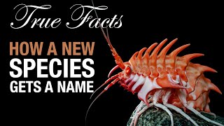 Thumbnail for True Facts: How A Species Gets A Name!