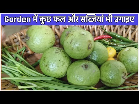 आपके गार्डेन में सब्जियों के कितने पौधे हैं? देखिए मेरा गार्डन!