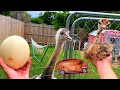 Saving a Baby Ostrich From Euthanasia (Kevins MAD) *gone sussy 😳*