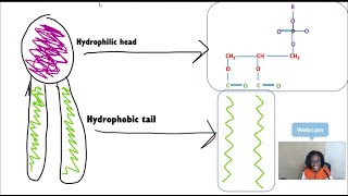 All About Lipids (Part 2)