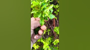 19 अगस्त एकादशी को करें यह उपाय #pradeepmishrajidhankeupay #upay #facts #shortvideo