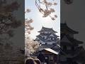 Sakura Hikone Castle 彦根城 桜満開 桜まつり 4.3.2026 #ochikeron