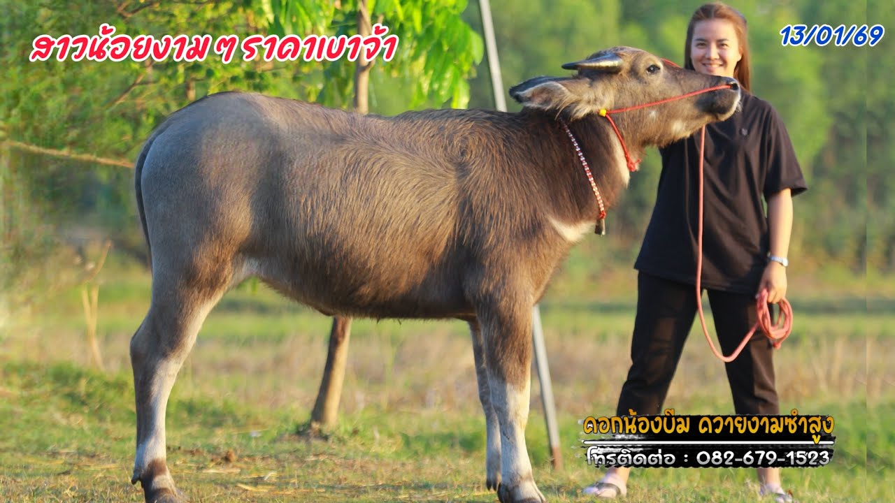 (13/01/69)แบ่งปันควายเลี้ยงงามๆแม่สาวน้อย เริ่มต้น 