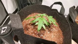 Santica Gardens-Season 1 Week 4 Days 25 & 26