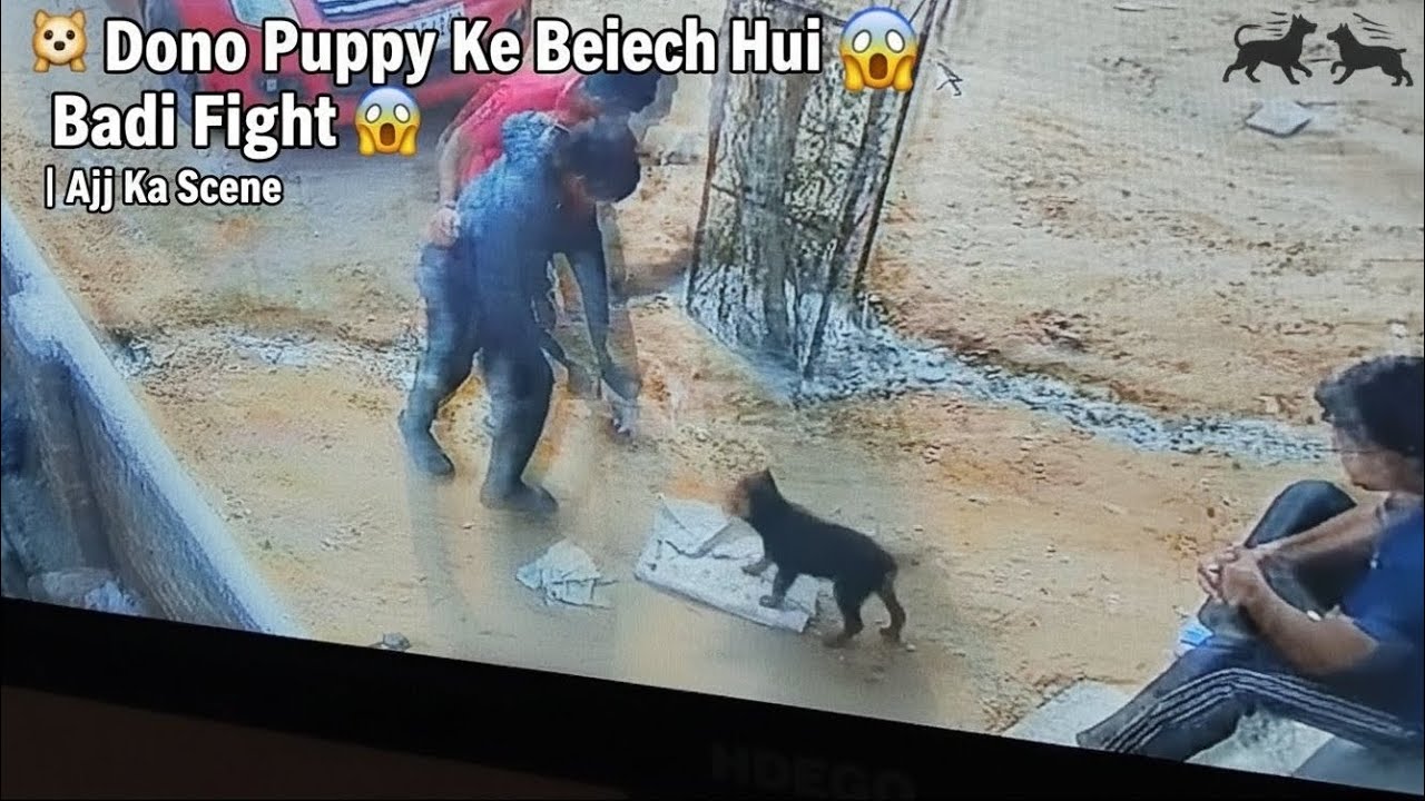 🐕 Dono Puppy Ke Beech Hui Badi Fight 😱 | Aaj Ka Scene
