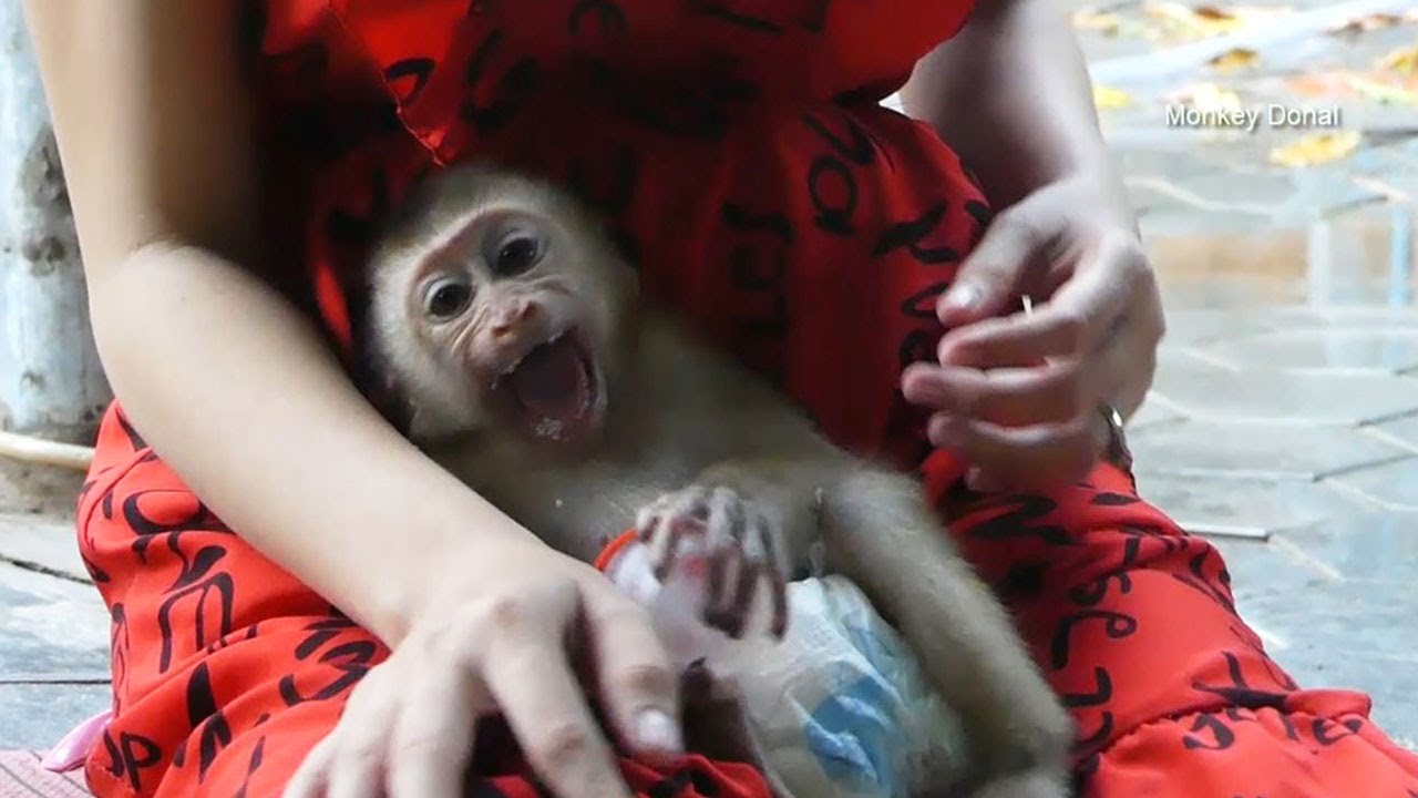 Donal Screaming Worry Kitty Cat And Mom Grab His Battle Milk