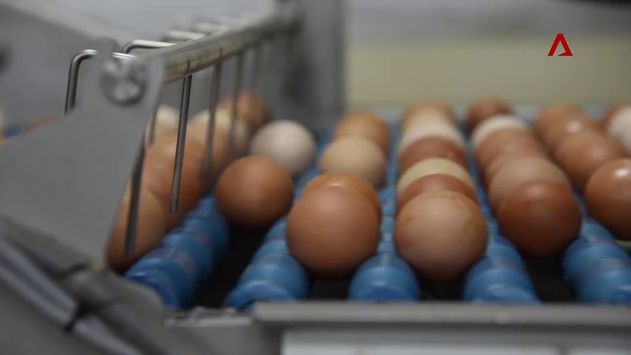 Egg farm in Singapore hatches new ideas to transform their business