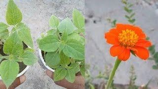 Tithonia | Seed to Seed | Tithonia | Seed to Seed |