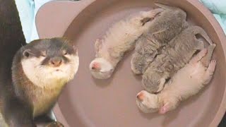 カワウソ鍋…そして見事な側転！？Beautiful Cartwheel!?【カワウソ赤ちゃんbaby otter】 by カワウソ-Otter channel 2,686 views 2 years ago 4 minutes, 35 seconds