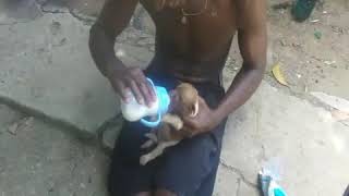 El Perro Que Bebé Leche En Biberón  Los Pikilao