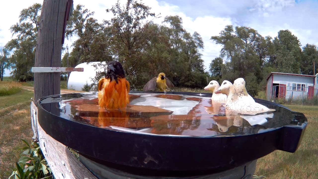 Closeup Mix of Birds at the Bird Bath - YouTube