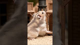 Hamster Recreates Wild West Tiny Frontier Adventure! 🏜️