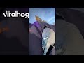 Delivery Driver Makes Friends With a Blue Jay || ViralHog
