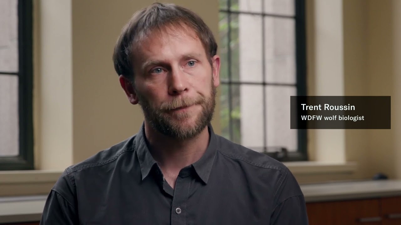 First Tuesday: Wolves and Wildlife Dynamics in the Methow Valley and Beyond