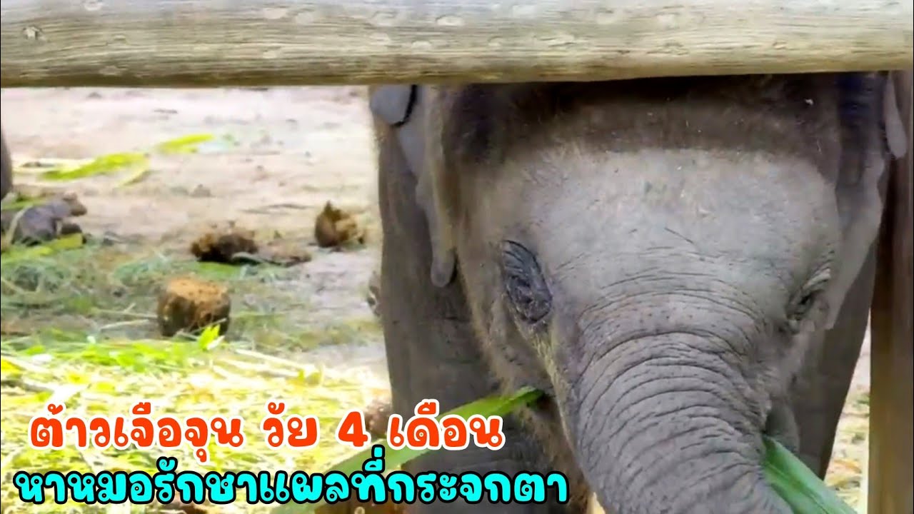 ลูกช้างน้อย เจือจุน วัย 4 เดือนพร้อมแม่ช้าง มาหาหมอรักษาแผลที่กระจกตา รพ.ช้าง ศูนย์อนุรักษ์ช้างไทย