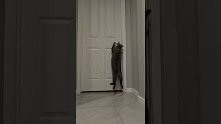 Maya, the master if door handles #cat #catlife #catlovers