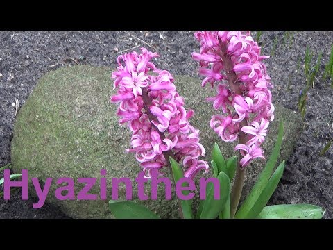 Video: Hyazinthe Nach Der Blüte