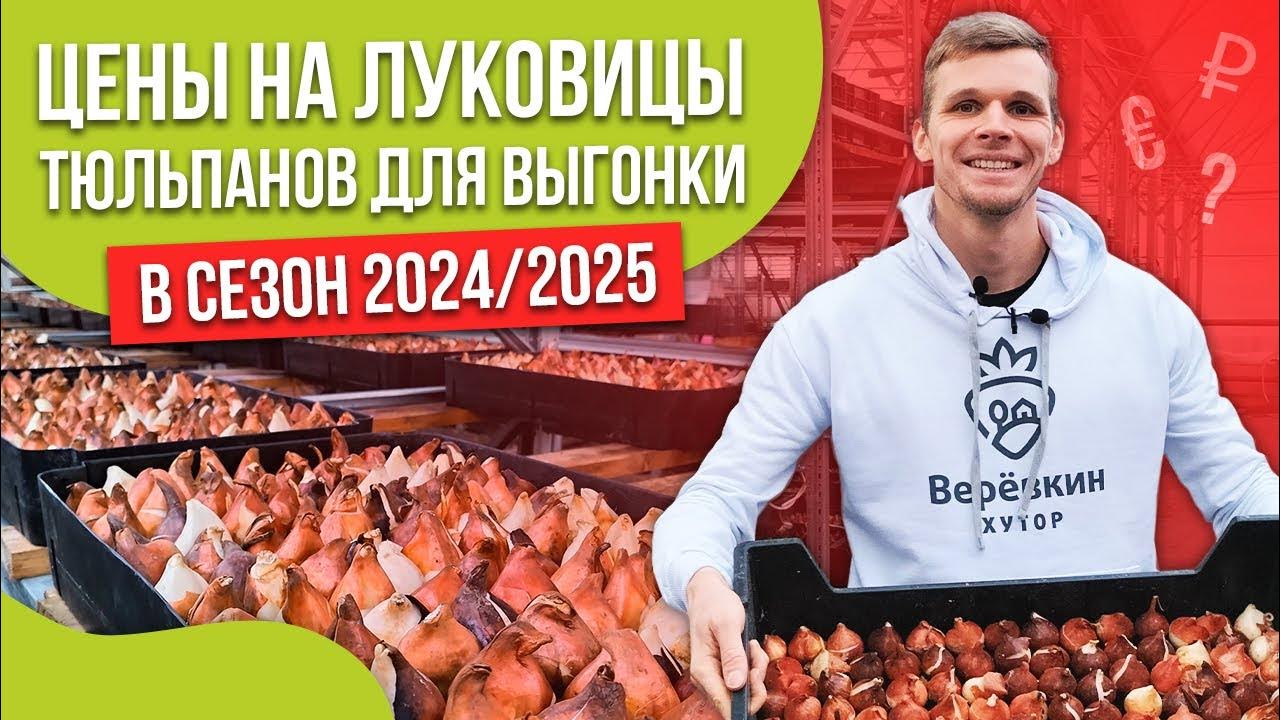 луковицы тюльпана для выгонки на 8 марта