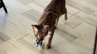 Savannah Cat Meowing Because She Wants To Play Fetch! Cuteness Overload! #cute #cat #meow
