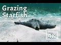 Underwater grazing starfish  meditative sounds