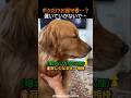 お留守番と知った犬の態度